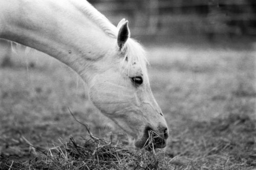 Arabian gelding Ali - Horse Sanctuary Tara, Poreby, Poland 2005