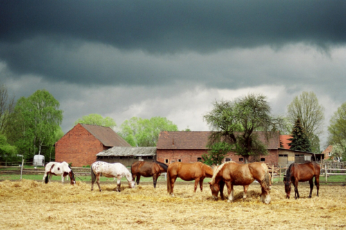 Horse Sanctuary Tara, Poreby, Poland 2005