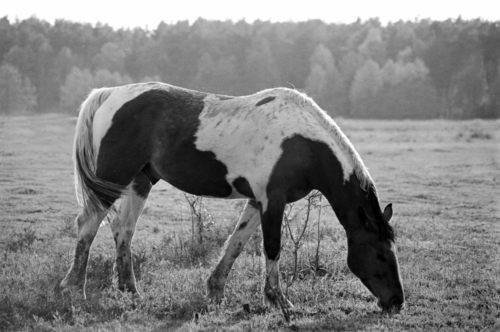 Horse Sanctuary Tara, Poreby, Poland 2005