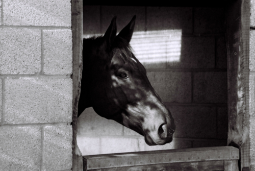 Horse in the stable, Nether Westcote, UK, 2007