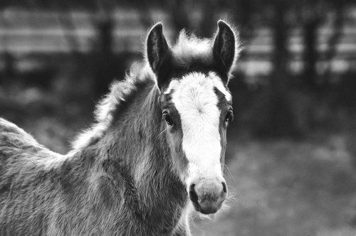 Gypsy Cob Horses, Bromsgrove UK 05/2017